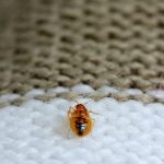Do dryer sheets repel bed bugs?