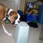 How to keep dogs out of a trash